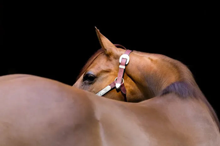 Olde Towne Equine - Dr. Kate Moga DVM, ACCC/AVCA Picture 5