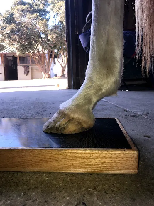 Olde Towne Equine - Dr. Kate Moga DVM, ACCC/AVCA Picture 7