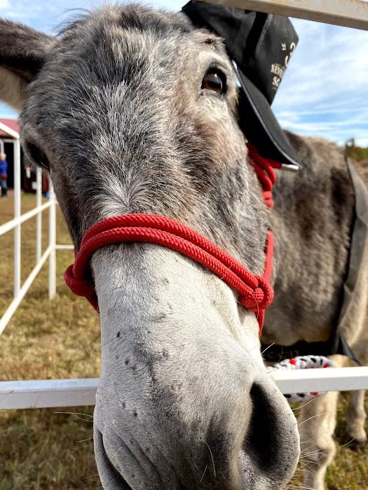Olde Towne Equine - Dr. Kate Moga DVM, ACCC/AVCA Picture 2