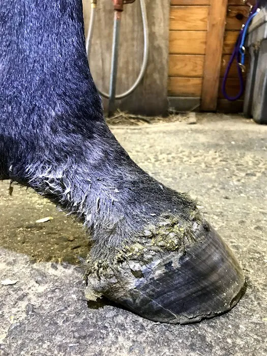 Olde Towne Equine - Dr. Kate Moga DVM, ACCC/AVCA Picture 8