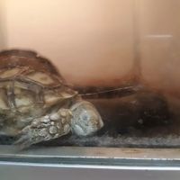 Armstrong's Pet World ico