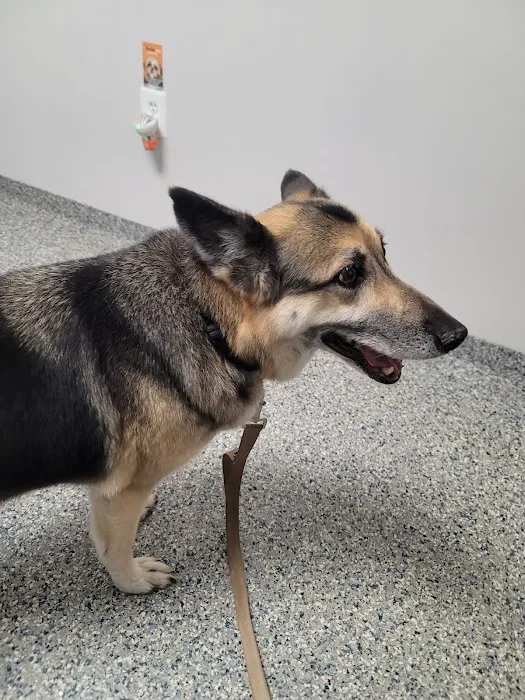 Littlepage Animal Hospital Picture 3