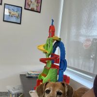 Littlepage Animal Hospital ico