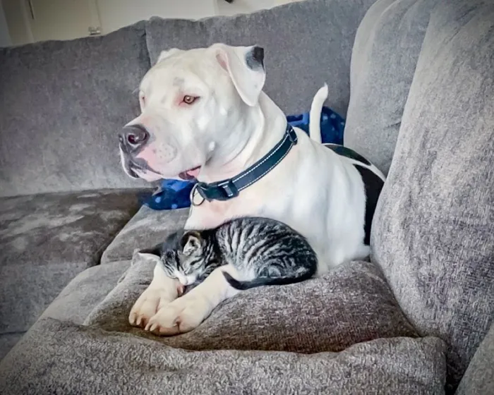 Littlepage Animal Hospital Picture 8