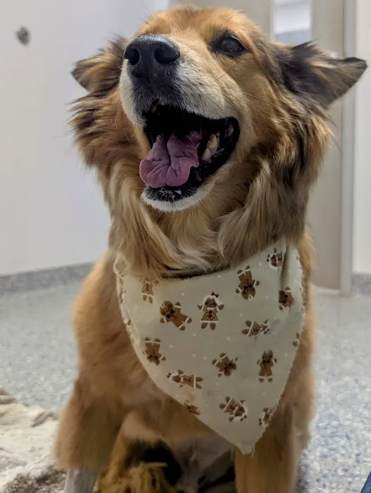 Littlepage Animal Hospital Picture 4