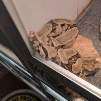 Armstrong's Pet World ico