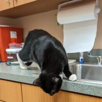 VCA White Oak Animal Hospital ico