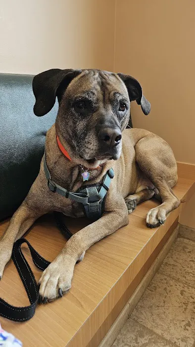 VCA White Oak Animal Hospital Picture 2