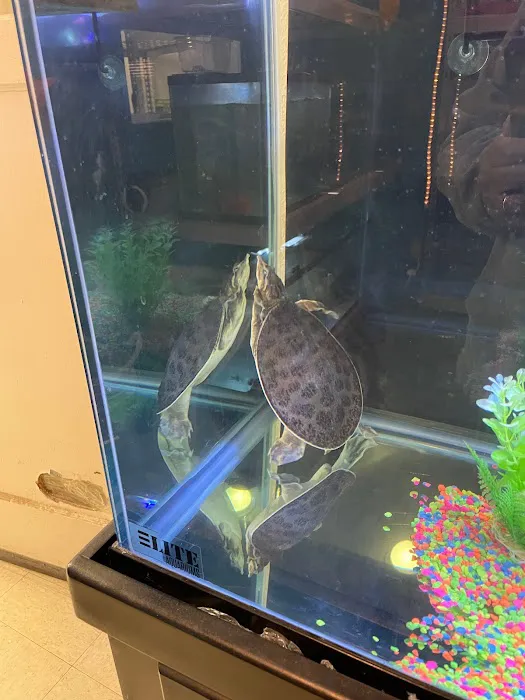 pintos pet shop Picture 1