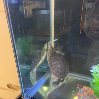 pintos pet shop ico