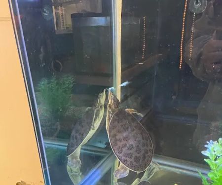 pintos pet shop