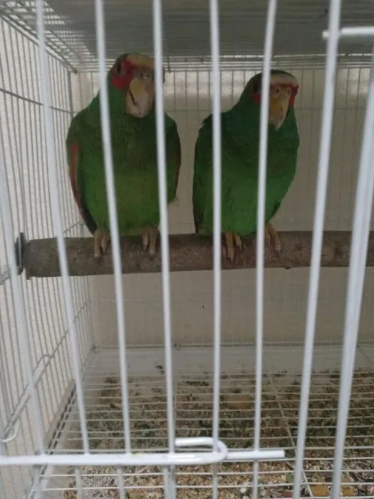 pintos pet shop Picture 7