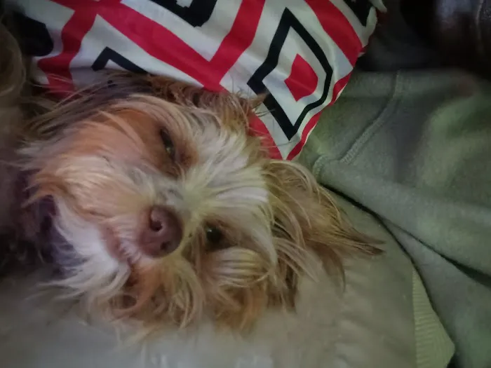 White Oak Animal Hospital: De Lauter Melissa A DVM Picture 1