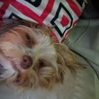 White Oak Animal Hospital: De Lauter Melissa A DVM ico