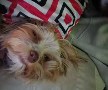 White Oak Animal Hospital: De Lauter Melissa A DVM