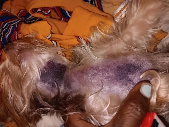 White Oak Animal Hospital: De Lauter Melissa A DVM Picture 2