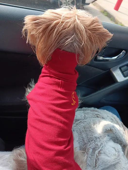 White Oak Animal Hospital: De Lauter Melissa A DVM Picture 3