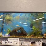 Petco