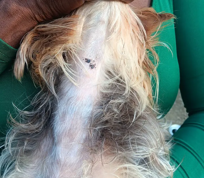 White Oak Animal Hospital: Pepper Sandy L DVM Picture 3
