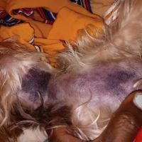 White Oak Animal Hospital: Pepper Sandy L DVM ico