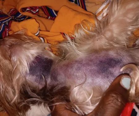 White Oak Animal Hospital: Pepper Sandy L DVM