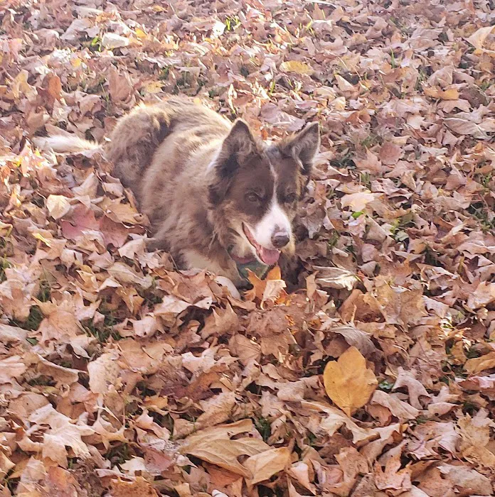 Forest Hills Veterinary Picture 9