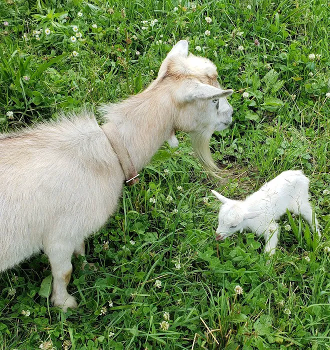 Forest Hills Veterinary Picture 7