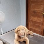 Country Roads Veterinary Services