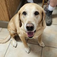 Somerset Veterinary Hospital ico