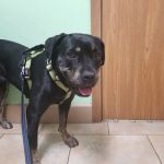 Somerset Veterinary Hospital: Jeff Payne, DVM