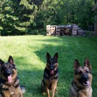 Laurel Highlands Animal Health ico