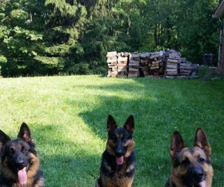 Laurel Highlands Animal Health