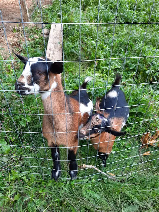 Laurel Highlands Animal Health Picture 10