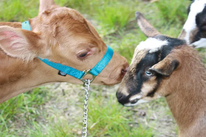 Laurel Highlands Animal Health Picture 5