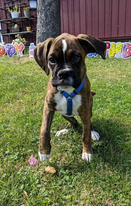 Laurel Highlands Animal Health Picture 8
