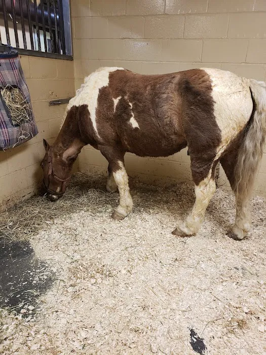 Brown Equine Hospital Picture 1