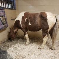 Brown Equine Hospital ico