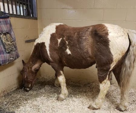 Brown Equine Hospital