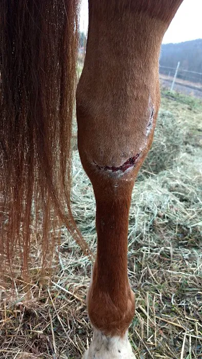 Brown Equine Hospital Picture 4