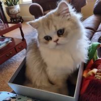 Carley's Cattery ico