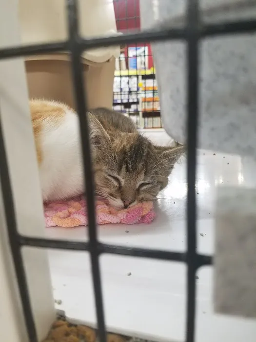 Pet Supermarket Picture 8