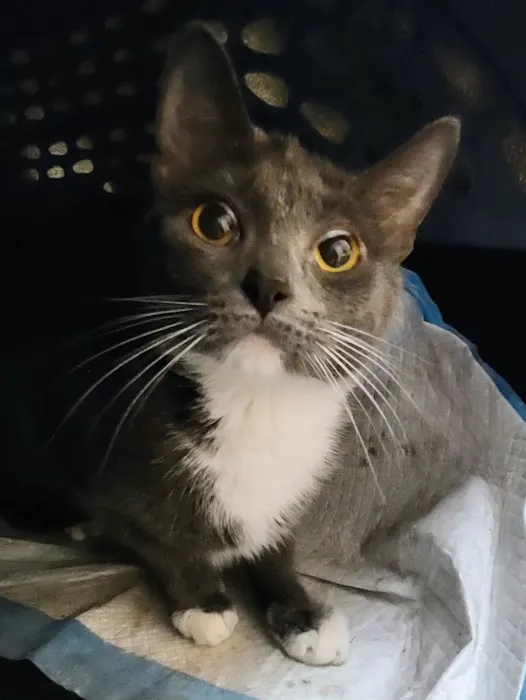 Animal Medical Center Somerset Picture 4