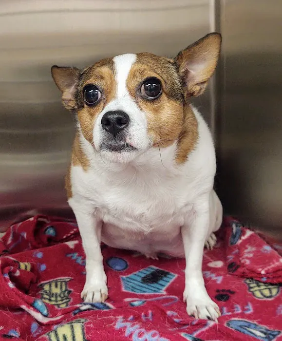 Animal Medical Center Somerset Picture 1