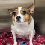 Animal Medical Center Somerset