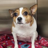 Animal Medical Center Somerset ico