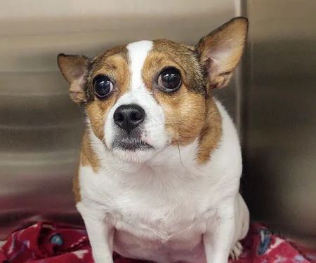 Animal Medical Center Somerset