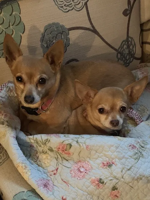 All Pets Animal Hospital Picture 5