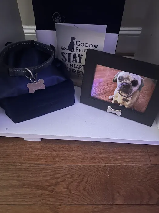 All Pets Animal Hospital Picture 10
