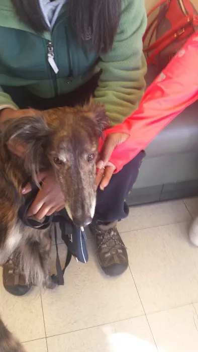 All Pets Animal Hospital Picture 3