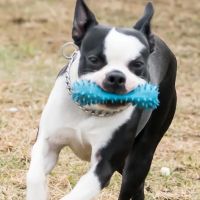 Aldrich Animal Hospital ico